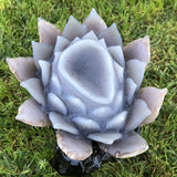 1.25kg 17x15x9cm Amazing Lotus Shape Carving with wood base Purple Agate Geode Lotus from Uruguay