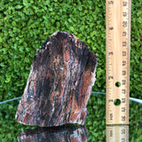 305g 7x11x3cm Brown Petrified Wood from Madagascar