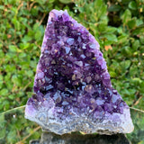 786g 14x10x9cm Purple Amethyst Cluster from Uruguay